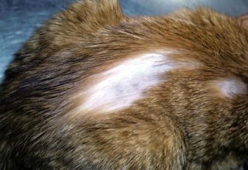 Las caídas de lana de un gato: las posibles causas