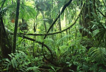 Les plantes et les animaux de l'Amazonie