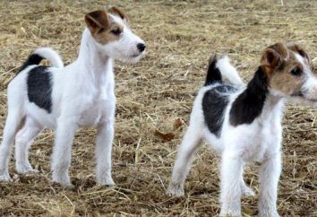 Wirehaired Fox Terrier. Carattere, cura, foto