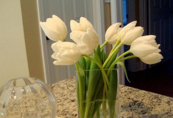 Comment prendre soin de tulipes coupées à la maison?