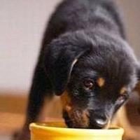 Quel aliment chien est le meilleur?