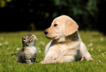 Nutrire "Gina" per cani e gatti: composizione, prezzo, opinioni