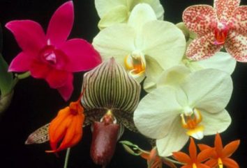 La reproducción de orquídeas domésticos en casa – como el de conseguir dos?
