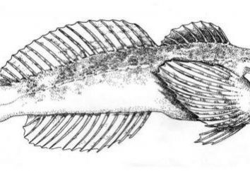 Sculpin comuni: foto, descrizione. Sculpin comuni in acquario