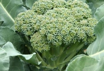 Come crescere broccoli – broccoli