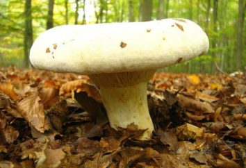 Molokanka – fungo agarico. funghi cottura molokanok