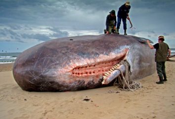 Największy wieloryb zębaty. Chiny Rozmiar