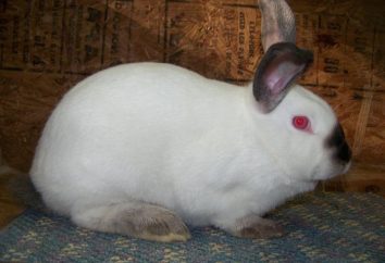 Kalifornijska Rabbit – najlepszym rozwiązaniem dla hodowli