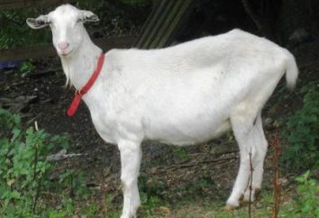 O tratamento da mastite em cabras. Como tratar a mastite em caprinos