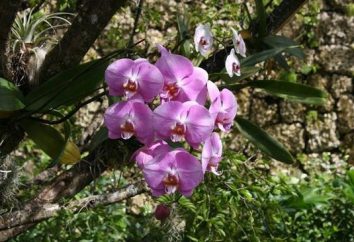 Vasi di orchidee: che cosa dovrebbe essere? Orchidee in vaso: la cura
