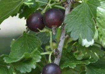 Gooseberry Nero: varietà popolari e l'uso
