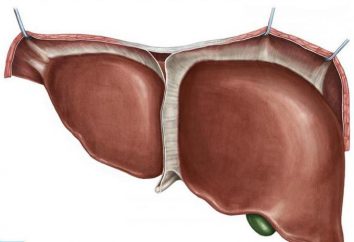 Palpação do fígado: procedimento, decodificação e normas