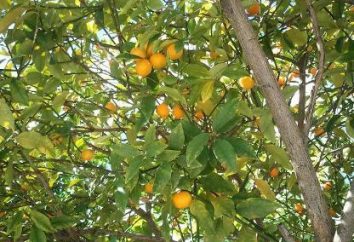meravigliose proprietà di kumquat. Che cosa è questa pianta, ciò che è il suo uso?