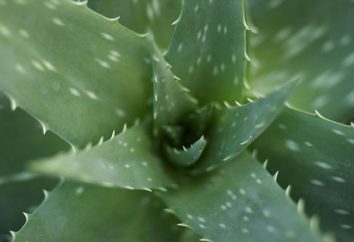 Aloe: la riproduzione in casa, soprattutto la cura e la coltivazione