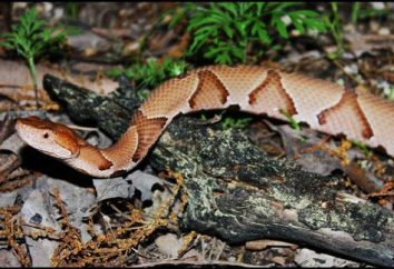 ordinaire Copperhead – un serpent de nos forêts