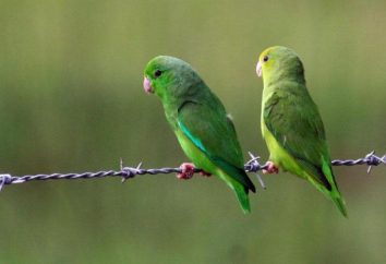 Perching papagaios – aves exóticas maravilhosas