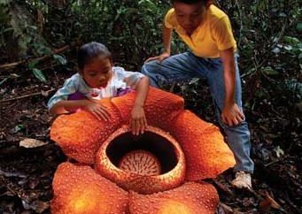 La flor más grande en el mundo: usted se sorprenderá!