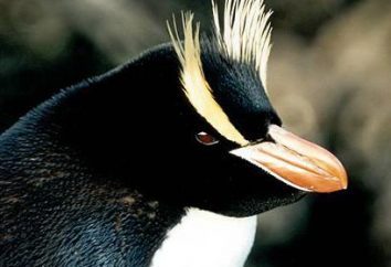 pingouin crêté: description et les photos