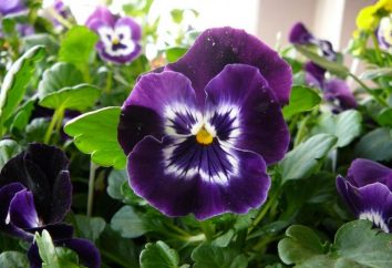 viole del pensiero Flower – Viola