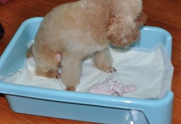 Wiederverwendbare Windeln für Hunde – es ist bequem, praktisch, hygienisch