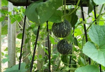 Melony w poliwęglanu cieplarnianych. rosnące arbuzy