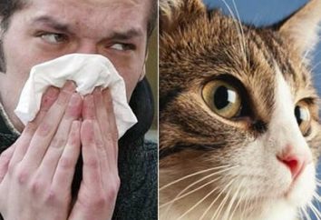Allergia al gatto come manifestare? Come curare allergici ai gatti