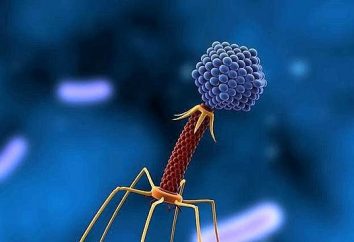 Bakteriofaga, jeżeli: instrukcję obsługi, analogi i opinie