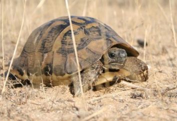 Come determinare l'età di un tartaruga di terra? Due modi semplici