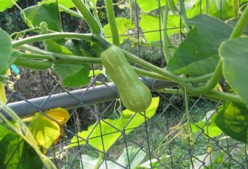 El cuidado de los calabacines en el campo abierto – la cosecha no tardará mucho