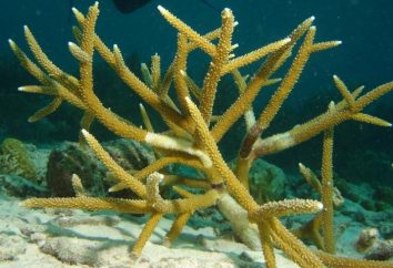Co jest koral złuszczanie