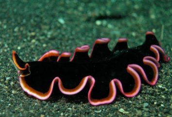 Habitat Plattwürmer. Arten Plattwürmer