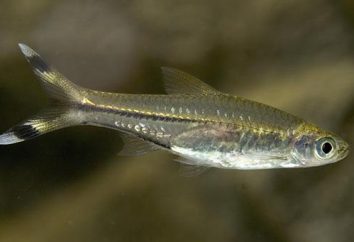 Acuario de peces rasbora: descripción, reproducción de contenido y las revisiones