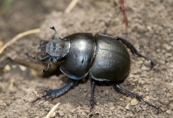 Beetle-Strigun: metodi di lotta