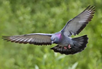 Qu'est-ce que pour nourrir les pigeons? pigeons domestiques: le contenu, les soins