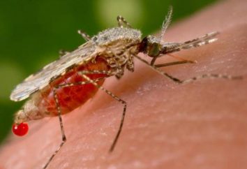 Malaria – un … vectores de la malaria. Síntomas, diagnóstico, tratamiento y prevención de la malaria