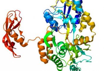 Białko-enzym: rola, właściwości, funkcja enzymów białkowych w organizmie