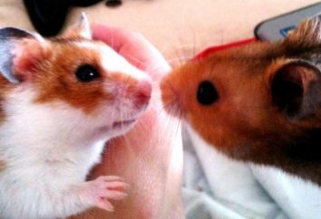 Hamsters: raças, sua breve descrição