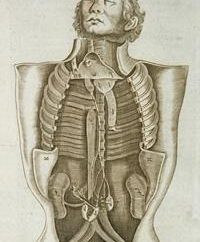 Los órganos internos del hombre: la estructura y colocación