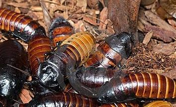 Madagaskar karaluchy jak poshipet