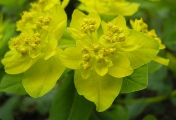 Euphorbia: types et leurs descriptions. Euphorbia, ou euphorbe: la plantation et la reproduction