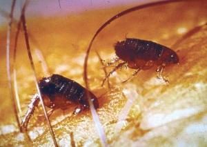 Como exibir as pulgas fora de casa ou apartamento