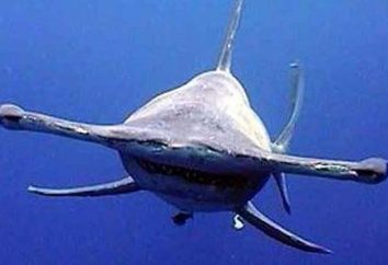 Hammerhai: Haifisch das Essen war wie