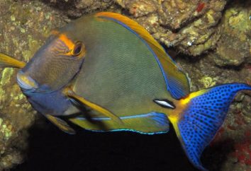 Wegetariańska skalpelem: Surgeonfish