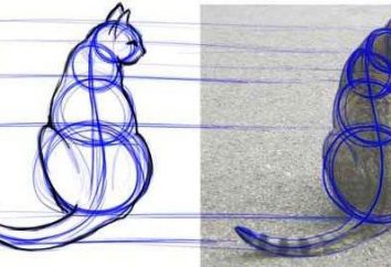 Jak narysować kota – porady dla młodych artystów