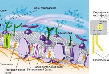 La membrana celular no es uno? La estructura y función de las membranas celulares