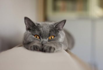 Raça cinza nome gato, descrição e foto