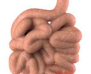 struttura umana. L'intestino e le sue funzioni