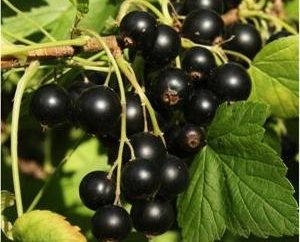 Grosella negra: Cuidado en el otoño de arbustos frutales