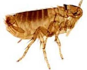 Destruição confiável de pulgas por métodos populares