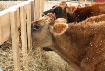 Quanto tempo deve o feno vaca para o inverno? características de animais